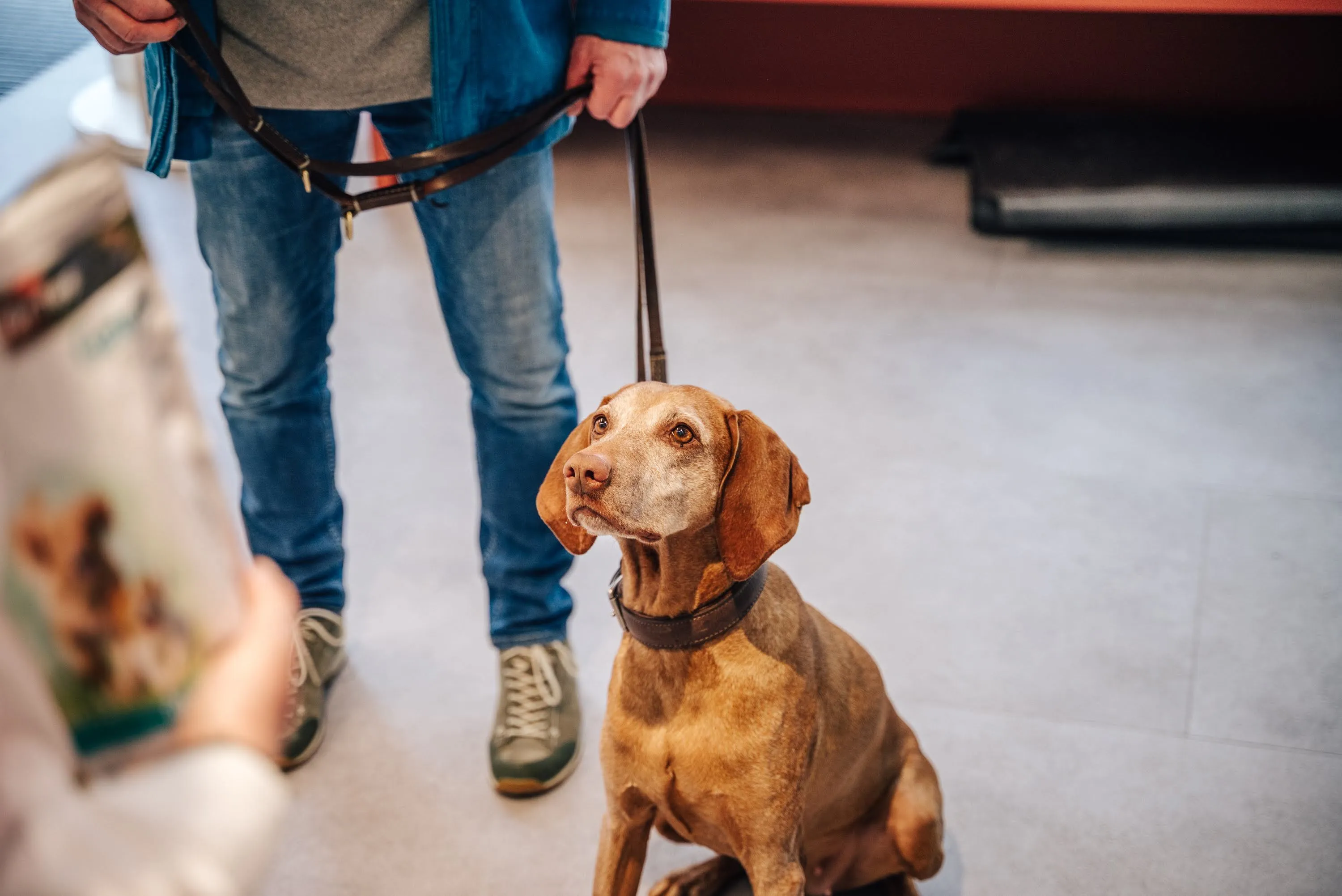 Hund wird gestreichelt