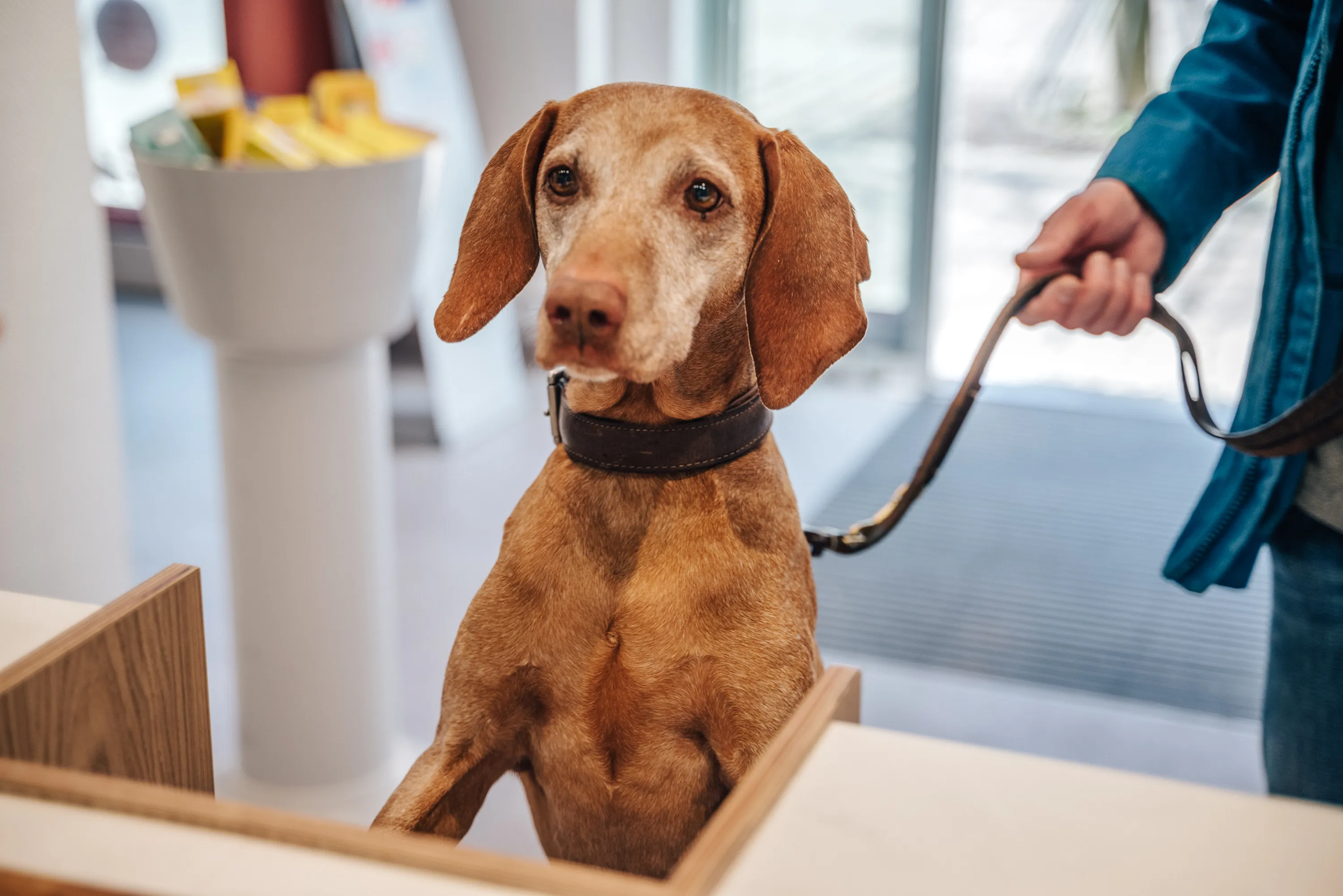 Beratung zu Tiergesundheit in der Markt Apotheke Landau
